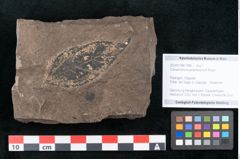 Foto (Objekt + Etikett) von Cinnamomum polymorphum Braun (NHMW-GEO-2024-0188-7996)